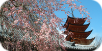 Kirschblüte in Miyajima