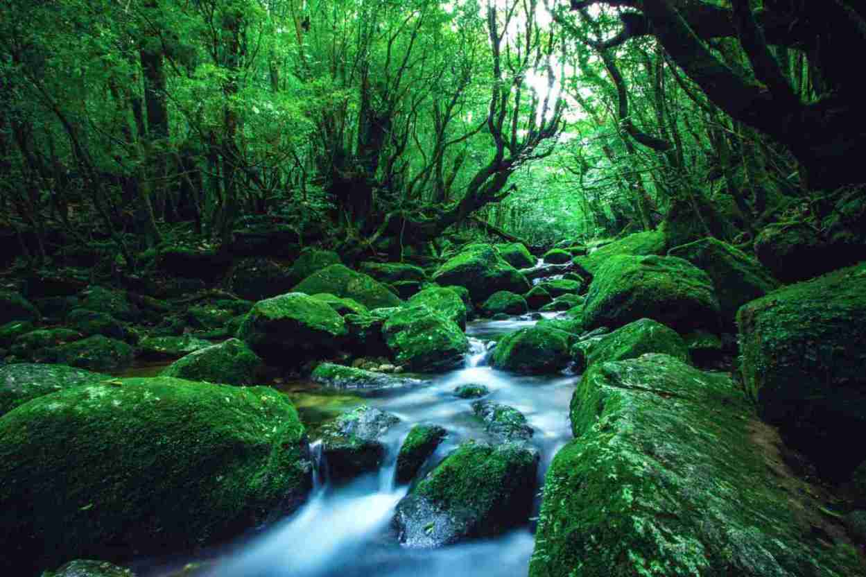 Mystischer Zedernwald von Yakushima