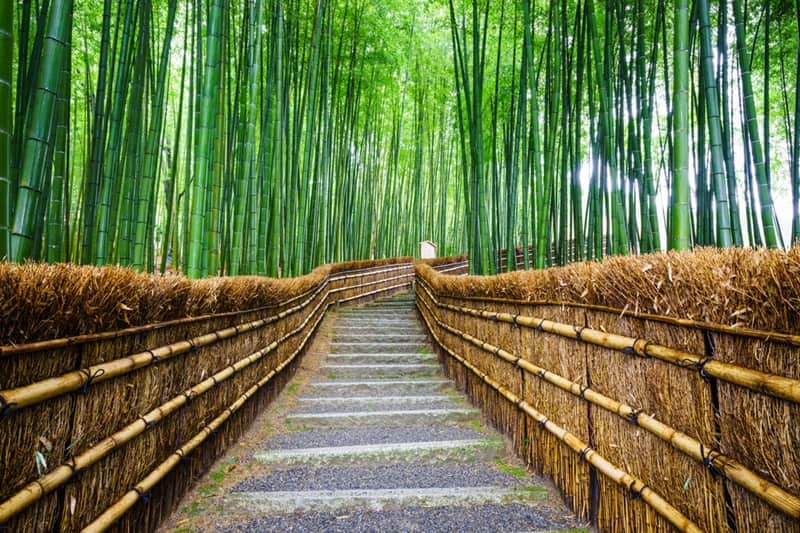 Arashiyama Bambuswald in Kyoto