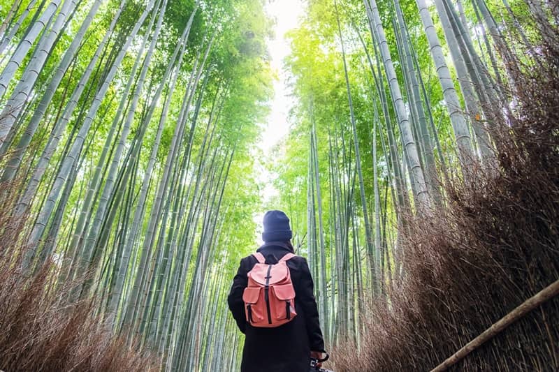 Sagano Bambushain in Arashiyama