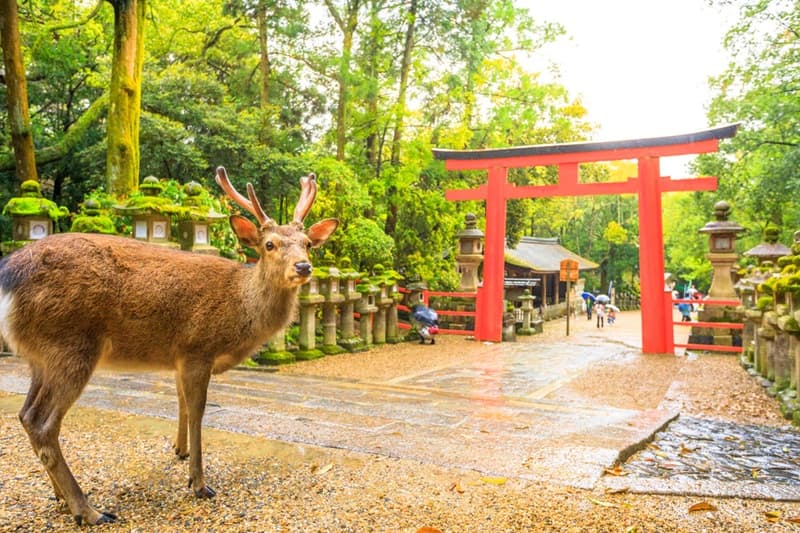 Hirsch im Nara Park