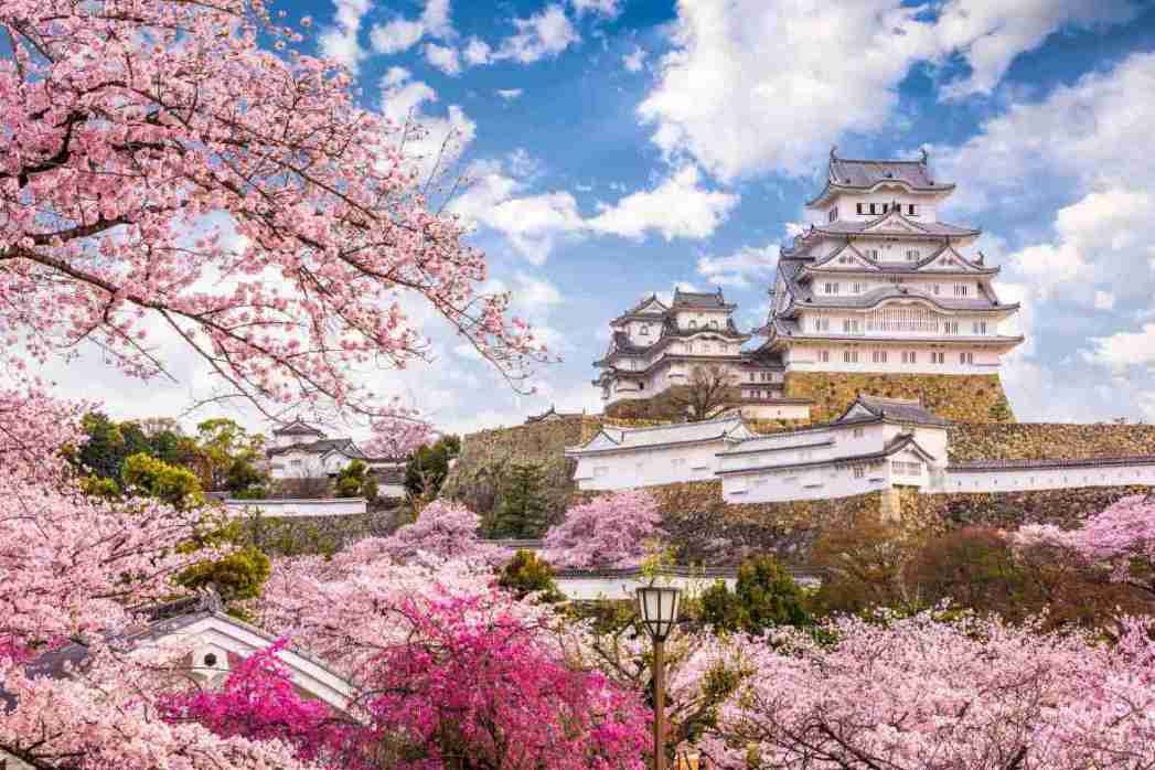 Burg Himeji mit Kirschblueten