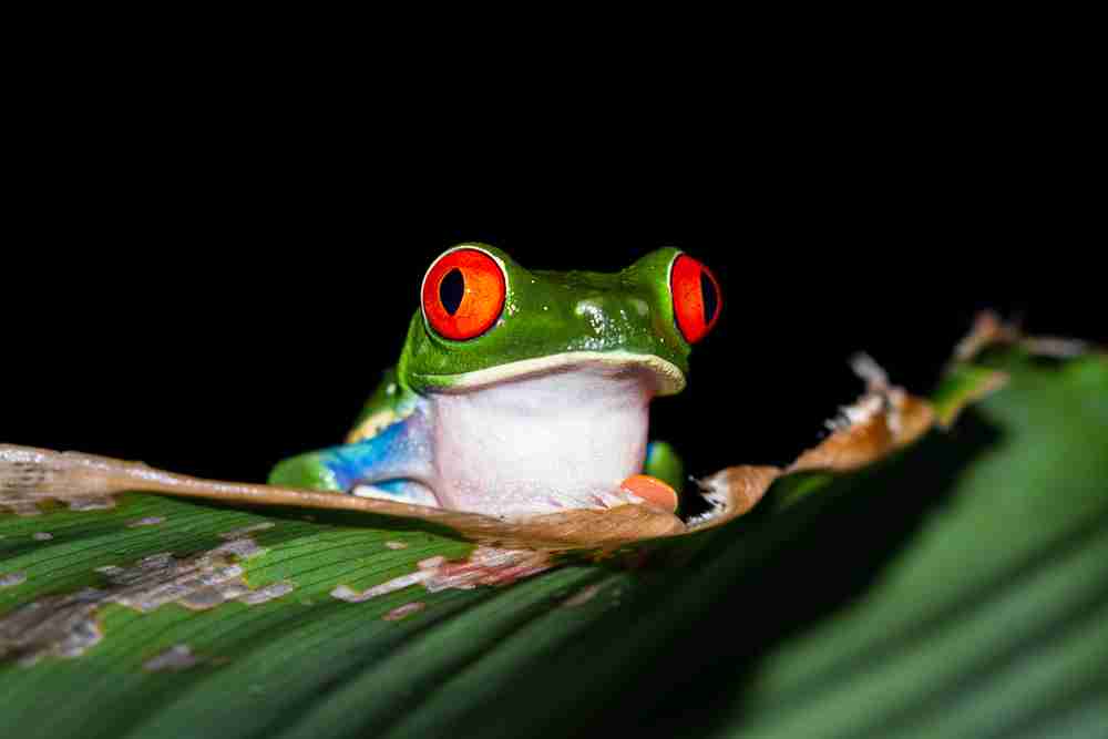 Small Image