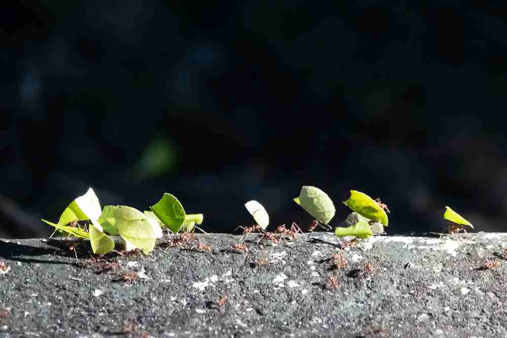 Small Image